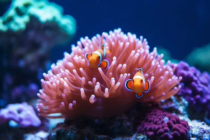 海洋生物鱼珊瑚摄影图(4032x2688)
