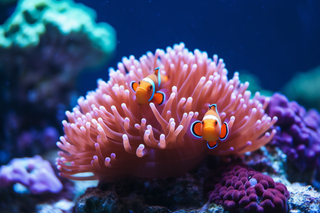 海洋生物鱼珊瑚摄影图