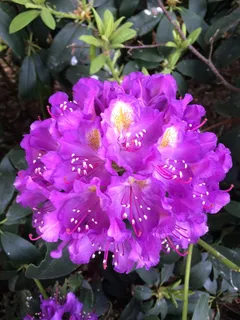 灿烂紫色杜鹃花图片 灿烂紫色杜鹃花图片