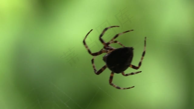 圆蛛, 蜘蛛, 蜘蛛网, 卷筒纸, 昆虫