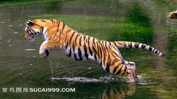 水里跳跃的老虎摄影素材