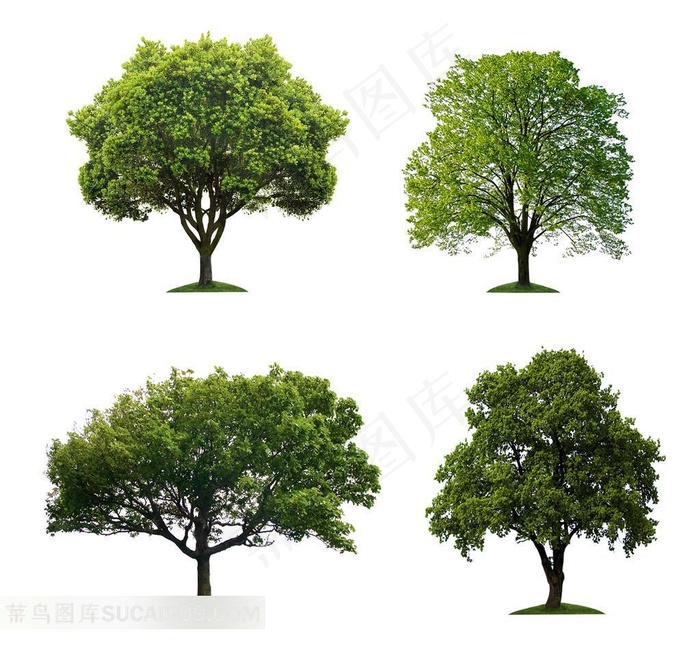 高清树木图片素材