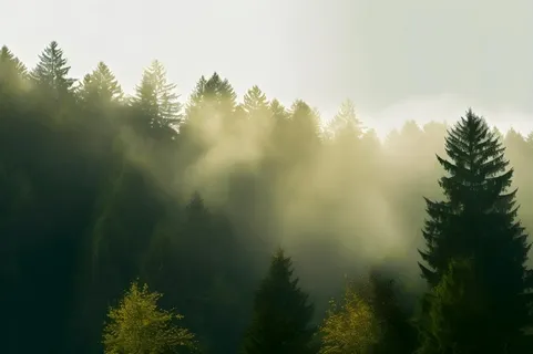 丛林树木黄色意境背景