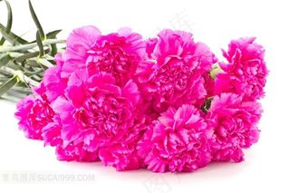 鲜艳的康乃馨花束鲜花图片