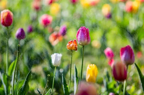 郁金香竞相开放