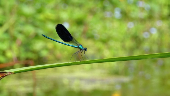 蜻蜓站在绿色的树枝上