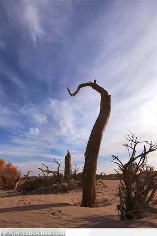 蓝天白云下戈壁枯萎的胡杨