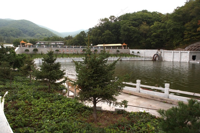 山脚下水库边的松树