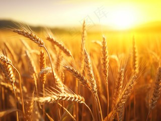 金黄麦田小麦粮食摄影图