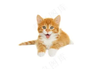 黄色毛茸茸的小猫咪高清摄影图