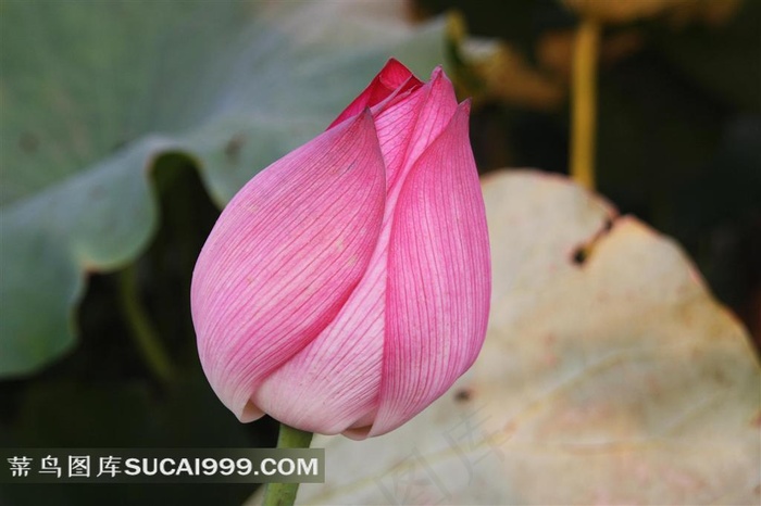 漂亮的荷花花朵摄影