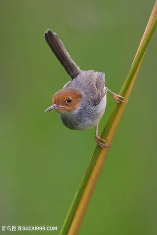 黑喉缝叶莺鸟类图片