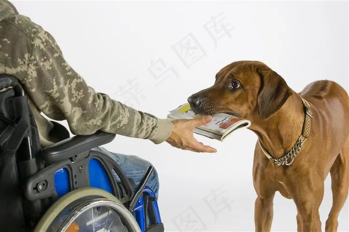 帮主人拿书本呆萌小狗狗高清图片