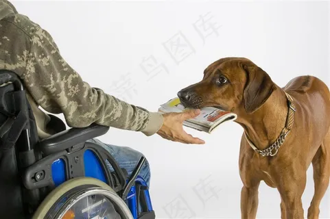 帮主人拿书本呆萌小狗狗高清图片 帮主人拿书本呆萌小狗狗高清图片