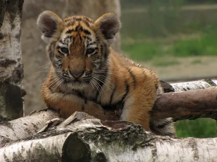 老虎动物园百兽之王虎王野生老虎动物