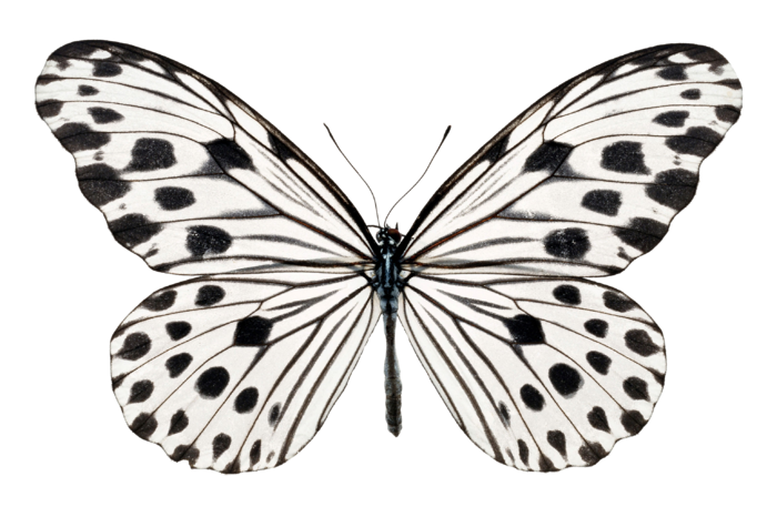 蝴蝶 彩蝶 花蝴蝶 动物 昆虫 免抠