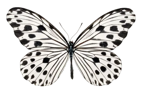 蝴蝶 彩蝶 花蝴蝶 动物 昆虫 免抠