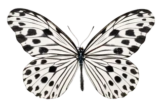 蝴蝶 彩蝶 花蝴蝶 动物 昆虫 免抠