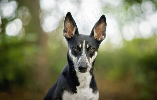 高清宠物狗狗摄影图片