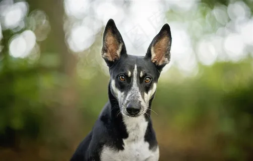 高清宠物狗狗摄影图片