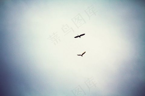天空飞鸟图片