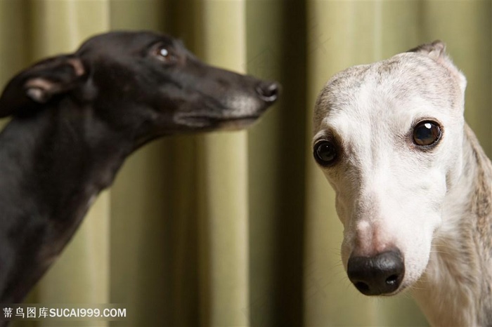 高清黑白惠比特犬狗狗图片