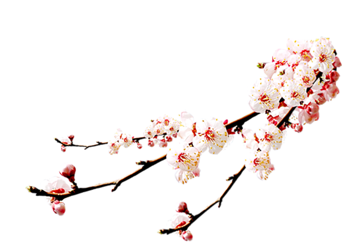 梅花素材免扣实拍