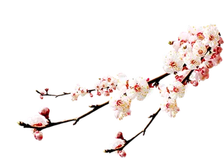 梅花素材免扣实拍