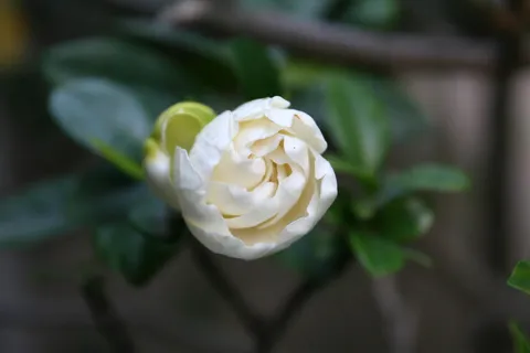 栀子花图片 栀子花图片