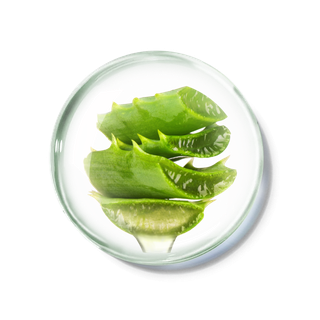 化妆品产品成分—库拉索芦荟 免抠图