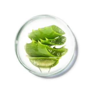 化妆品产品成分—库拉索芦荟 免抠图