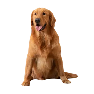 免扣金毛犬 免扣金毛犬