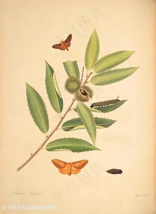 蝴蝶昆虫树叶树枝植物图谱