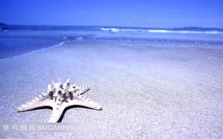 碧海蓝天下海滩上的静躺的海星静物图片