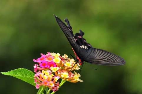 美丽蝴蝶玉带凤蝶图 美丽蝴蝶玉带凤蝶图