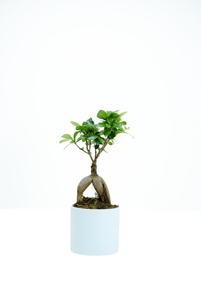 植物|绿叶|花卉|树叶|PNG|免扣元素|盆栽|花盆