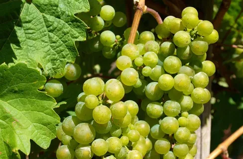 葡萄园里的青葡萄水果海报