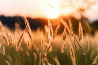 秋天田野里的狗尾巴草在落日的余晖中格外的好看摄影图