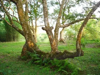大榄树   绿色  古老
