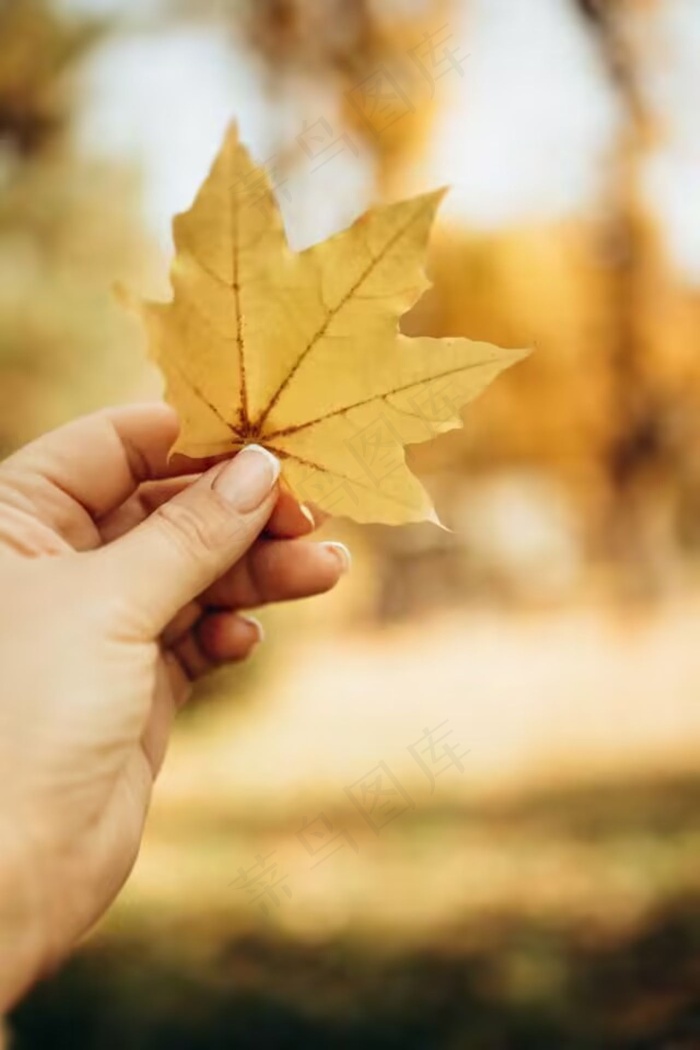 美丽的树叶