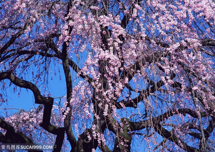 花海世界-弯曲的樱花树