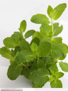 新鲜食材-翠绿的薄荷 新鲜食材-翠绿的薄荷