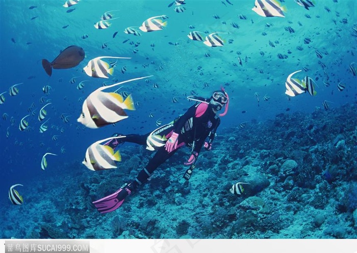 与海洋鱼类共舞