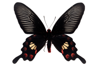 蝴蝶 彩蝶 花蝴蝶 动物 昆虫 免抠 (28)