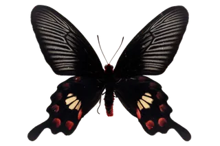 蝴蝶 彩蝶 花蝴蝶 动物 昆虫 免抠 (28)