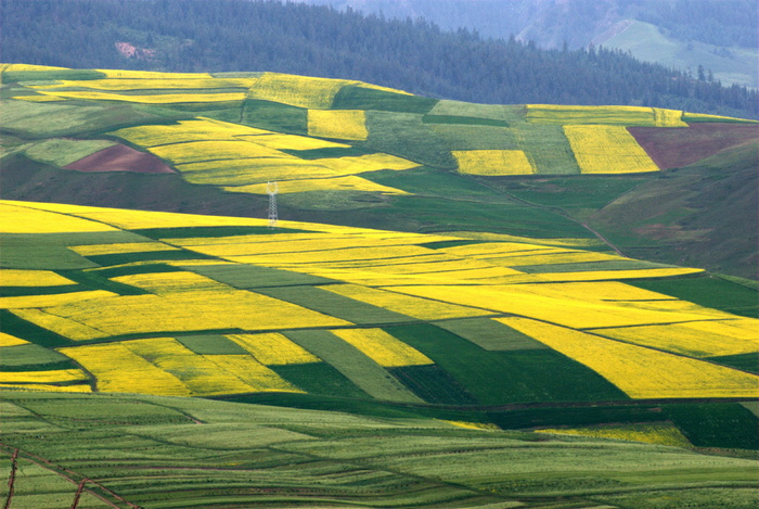 田野油菜花图片