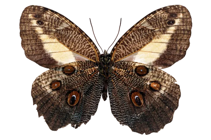 蝴蝶 彩蝶 花蝴蝶 动物 昆虫 免抠 (1)