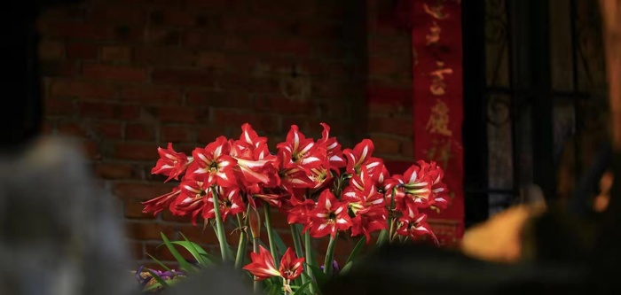 红色花卉背景