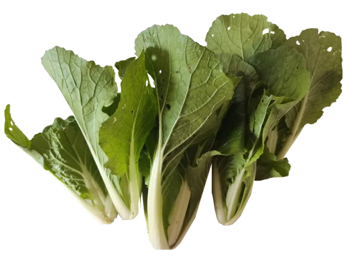 自己种的绿色无公害小白菜快菜鲜活蔬菜免抠摄影虫洞绿叶菜实拍元素psd模版下载