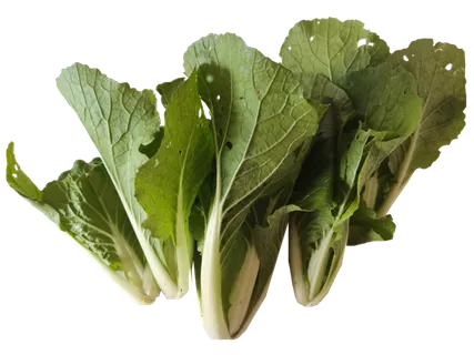 自己种的绿色无公害小白菜快菜鲜活蔬菜免抠摄影虫洞绿叶菜实拍元素